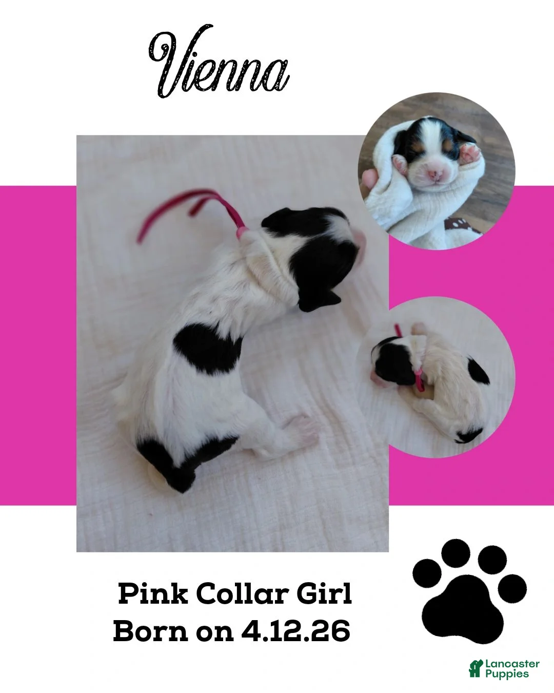 Mixed Breed dogs for sale: Vienna_Female - Ad 1
