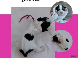 Mixed Breed dogs for sale: Vienna_Female - Ad 3
