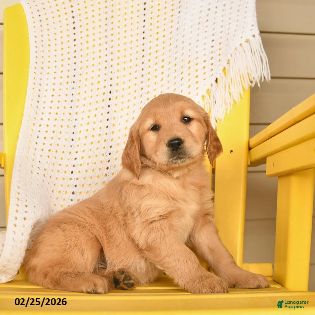 Golden Retriever dogs for sale: Percy  - Ad 1