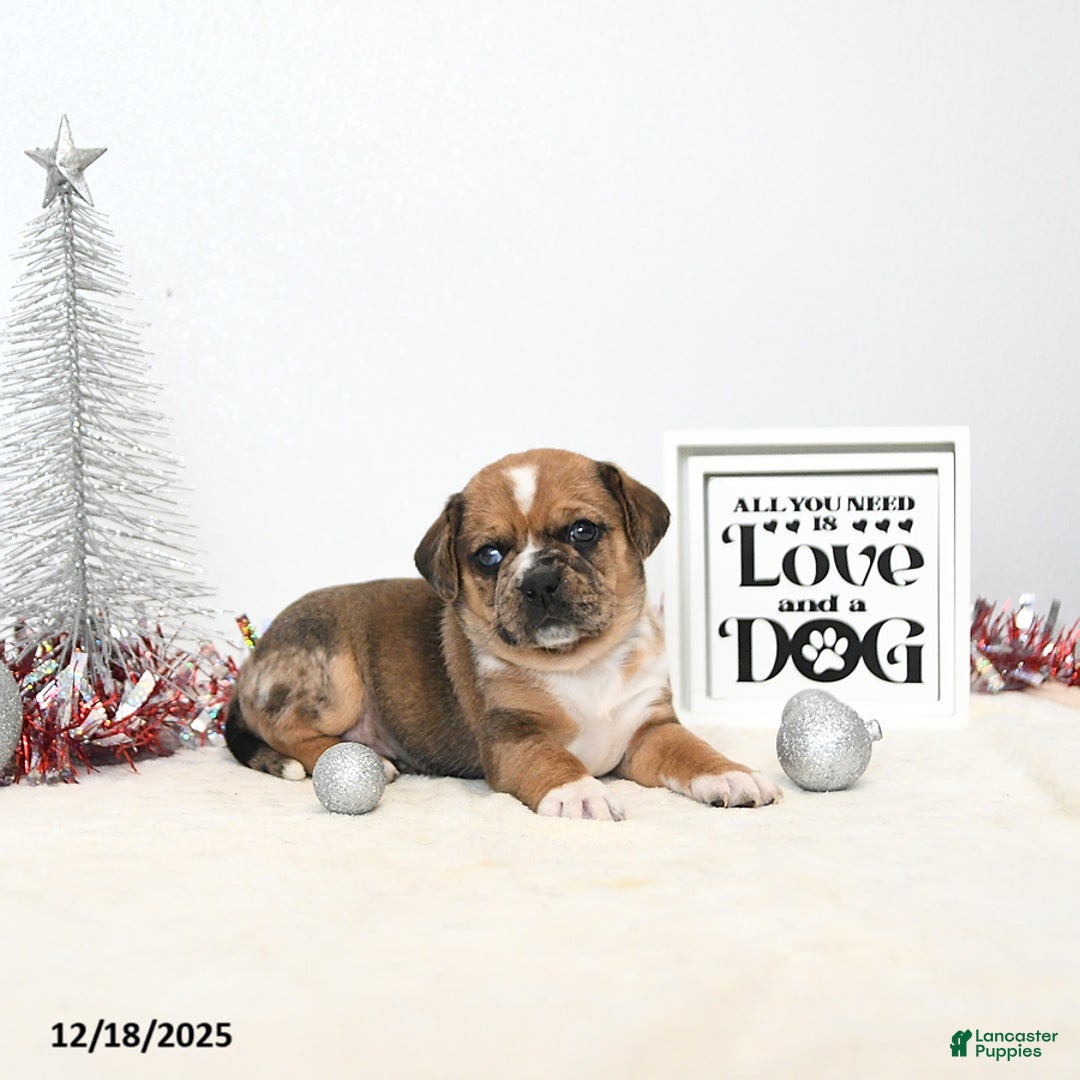 Puggle dogs for sale: Ginger - Ad 4
