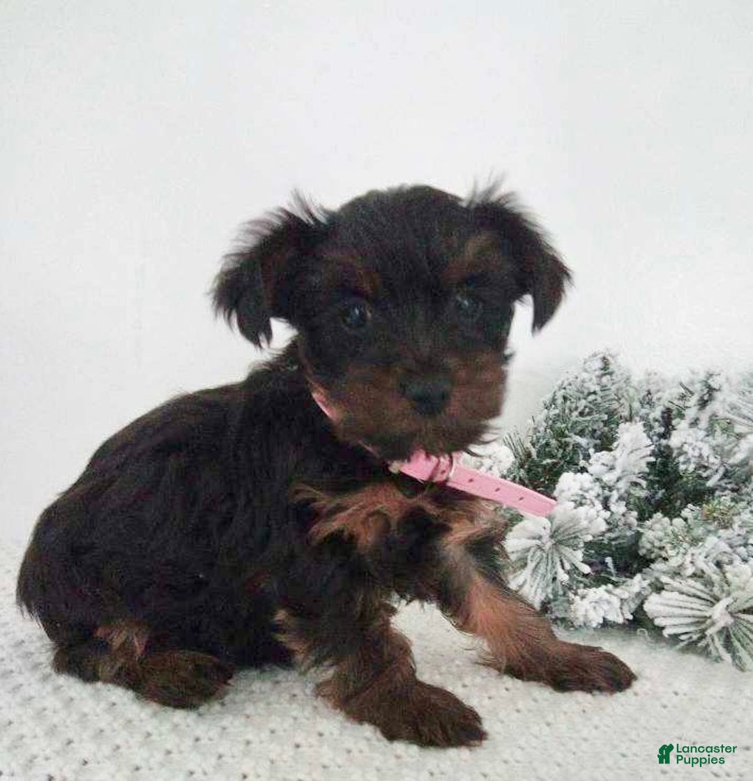 Yorkshire Terrier dogs for sale: Jana - Ad 5