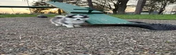 Pomsky dogs for sale: Riddoc - Ad 4