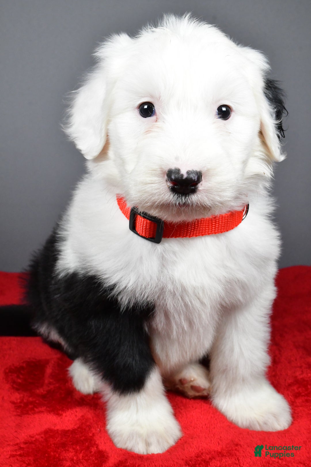 Old English Sheepdog dogs for sale: Ellie - Ad 7