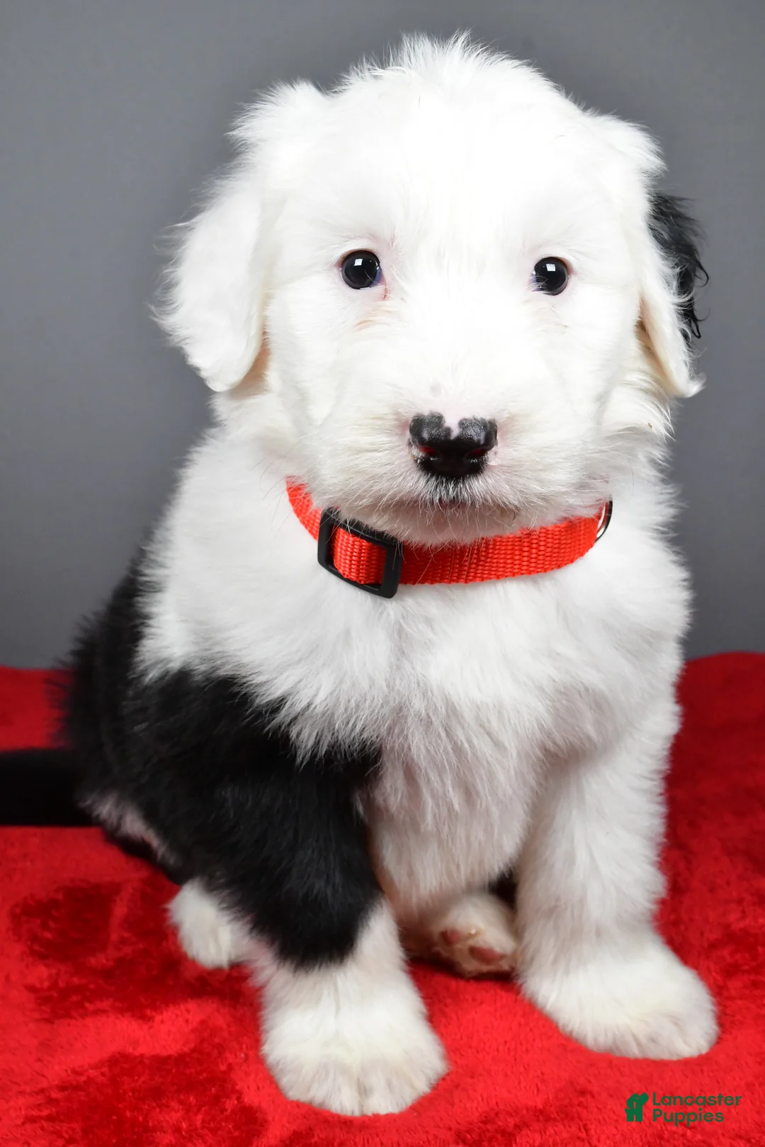 Old English Sheepdog dogs for sale: Ellie - Ad 7