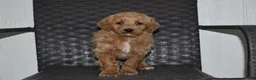Goldendoodle dogs for sale: Angie - Ad 1