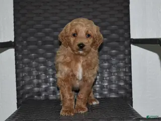 Goldendoodle dogs Angie - Ad 24