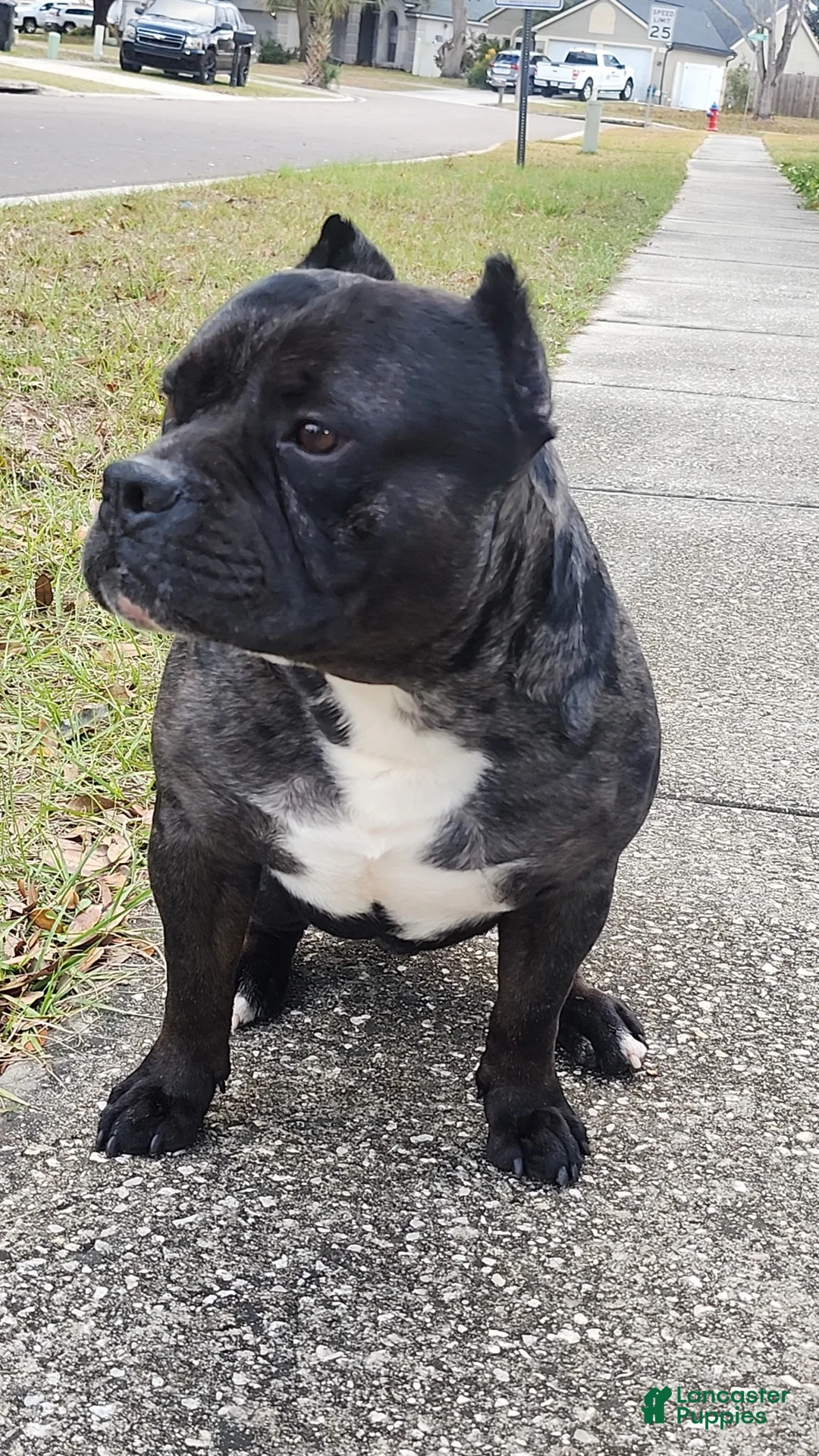 American Bully dogs for stud: Pocket bullies  - Ad 2