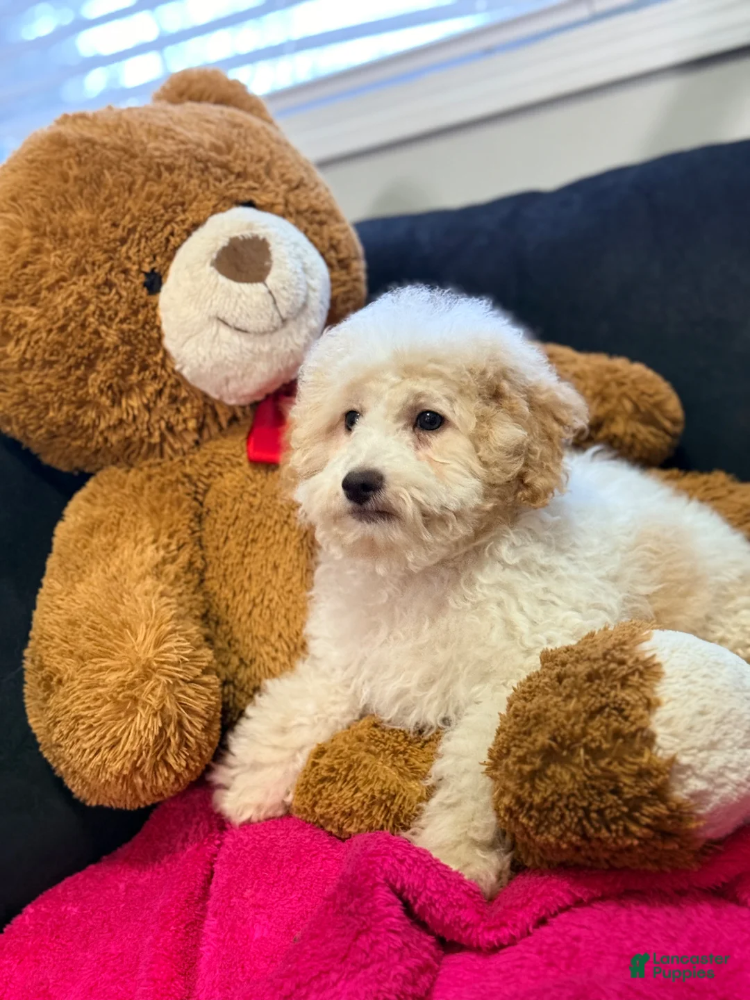 Mini Goldendoodle dogs for sale: Mini Goldendoodle Puppy 3 - Ad 2