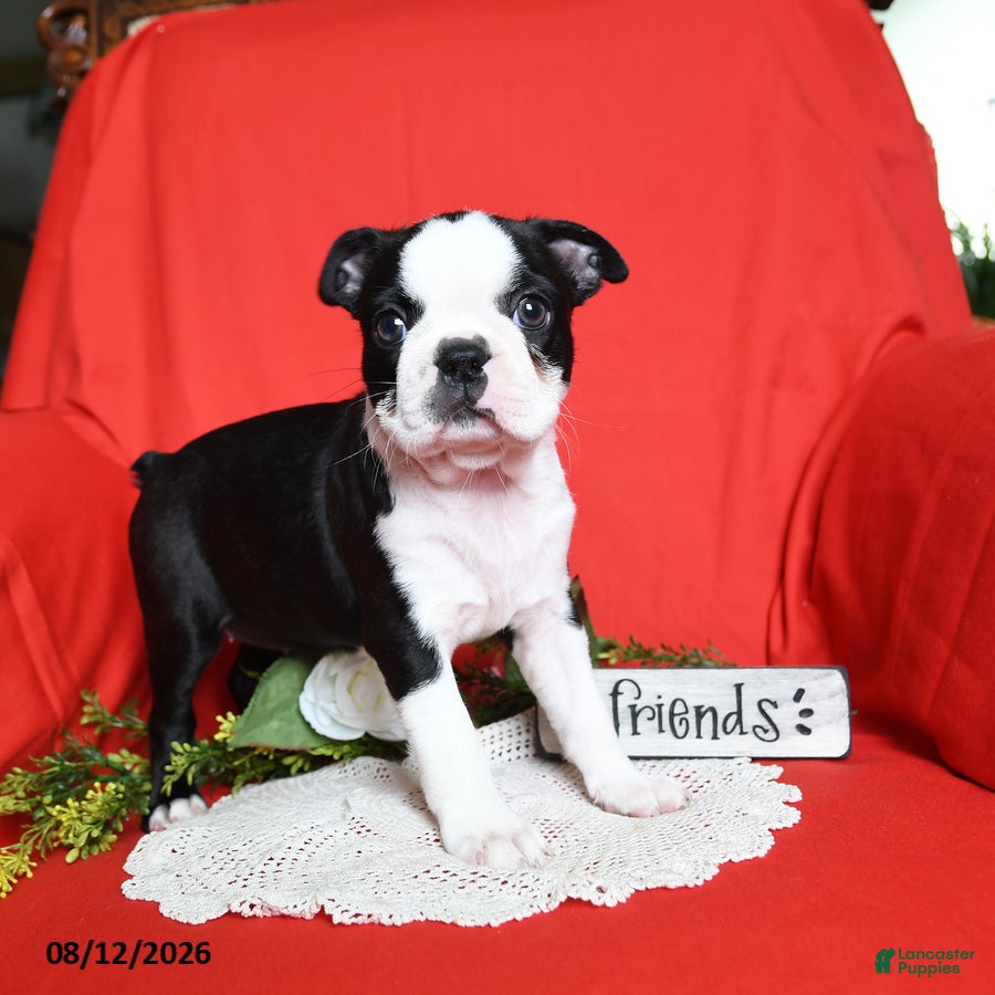 Boston Terrier dogs Alaina - Ad 2