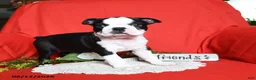 Boston Terrier dogs for sale: Alaina - Ad 2