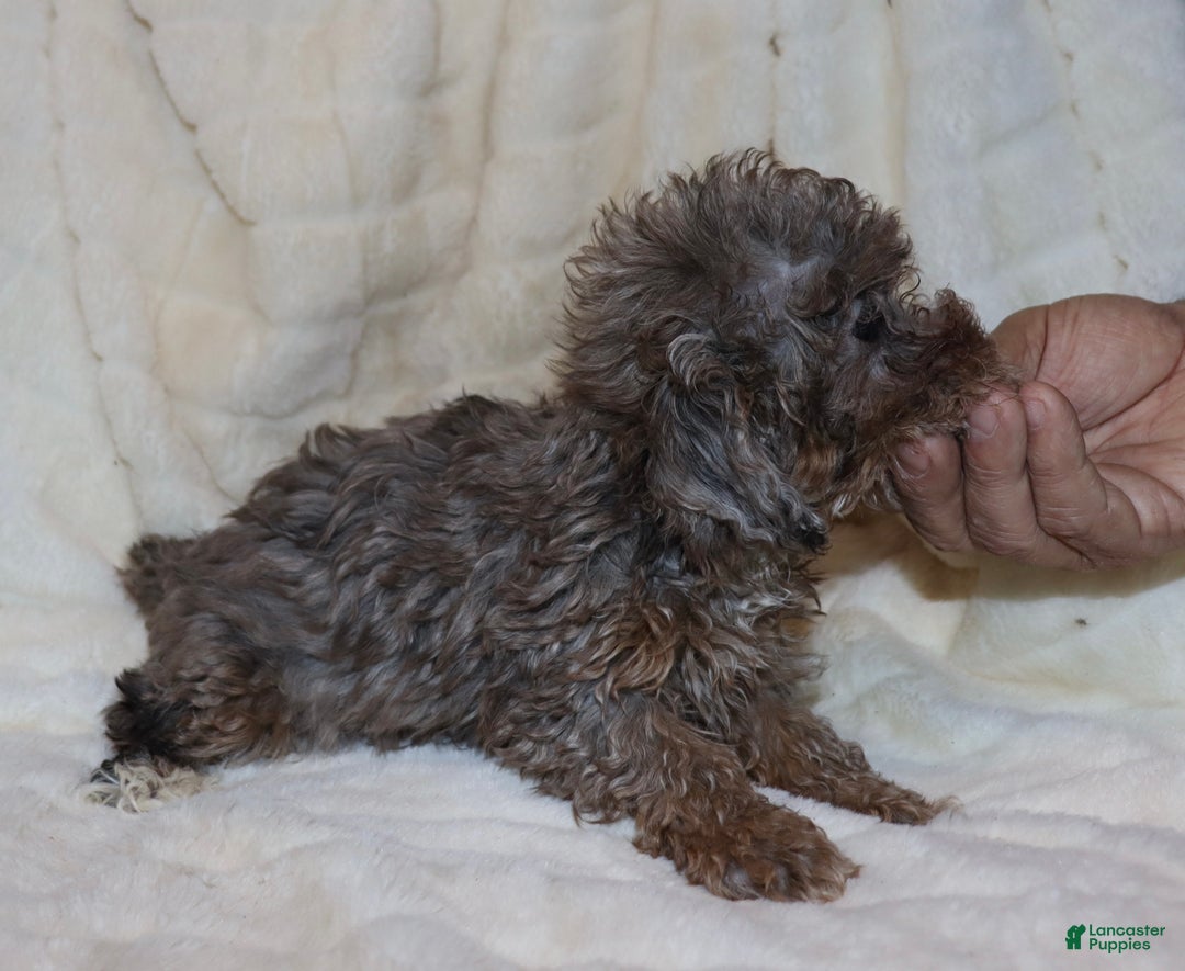Toy Poodle dogs for sale: Hazel  - Ad 5