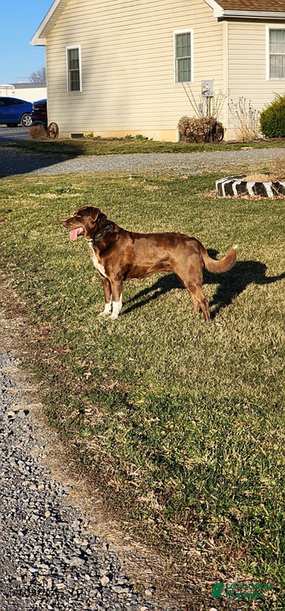 Mixed Breed dogs for sale: Marci - Ad 3