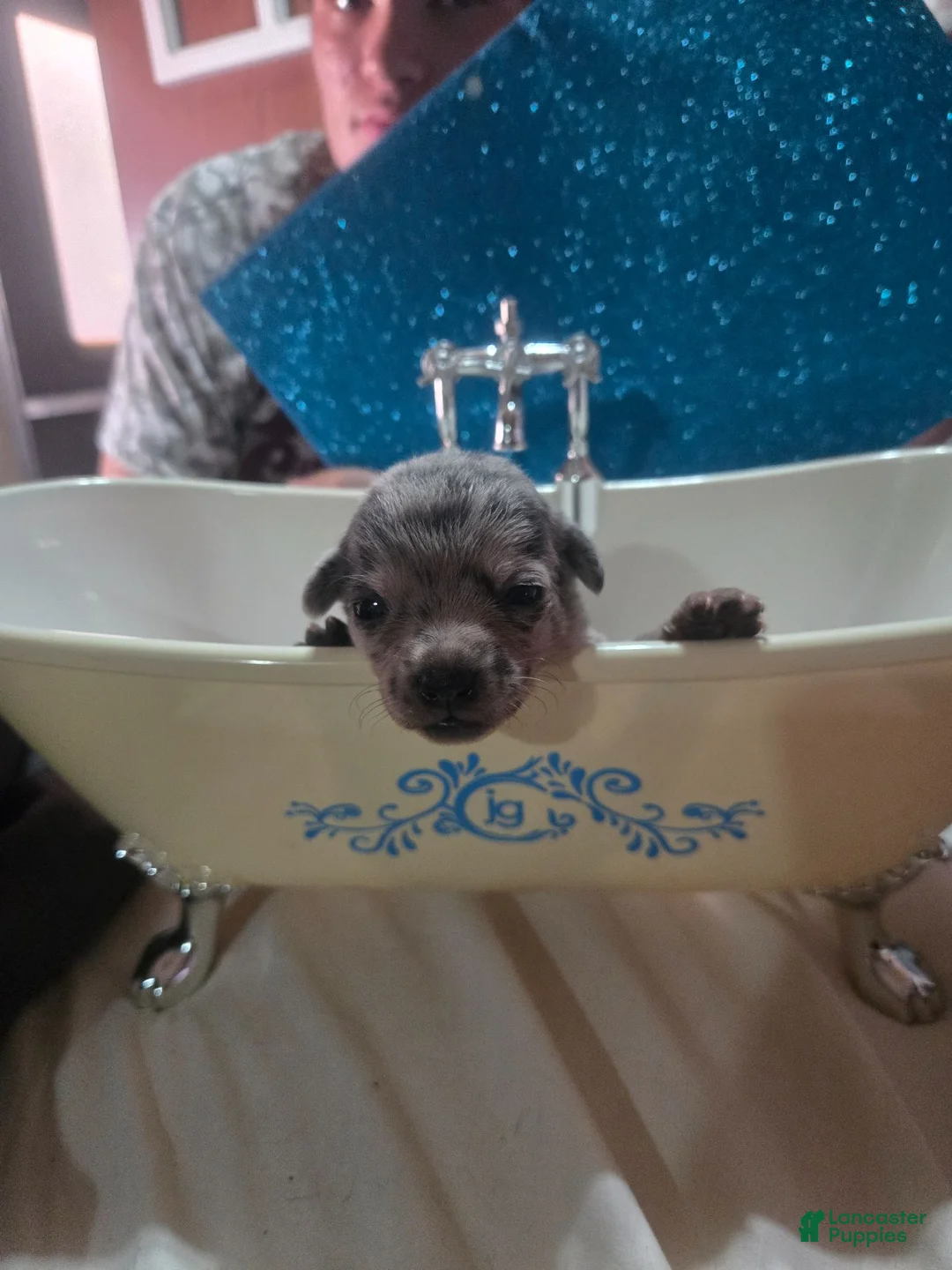 Chihuahua dogs for sale: Chihuahua 1 - Ad 6