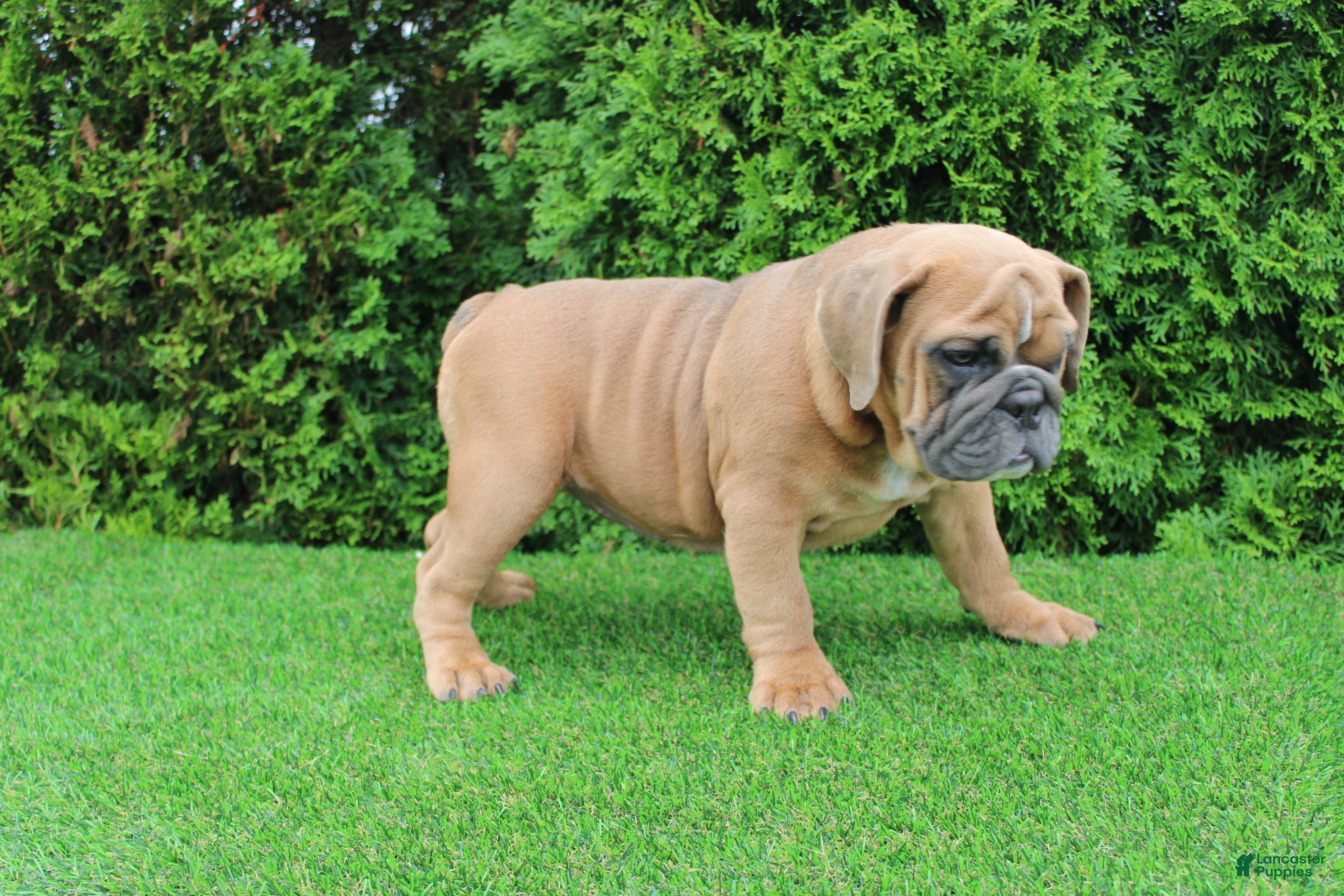 English Bulldog dogs Debbi - Ad 2