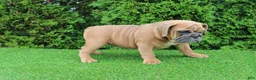 English Bulldog dogs for sale: Debbi - Ad 2