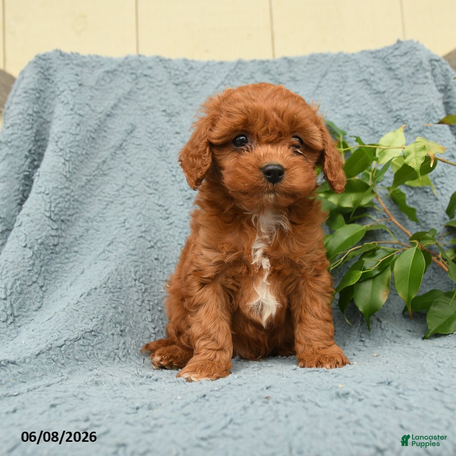 Cavapoo dogs Hascal - Ad 1
