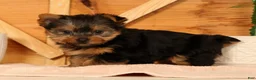 Yorkshire Terrier dogs for sale: Zoe - Ad 7