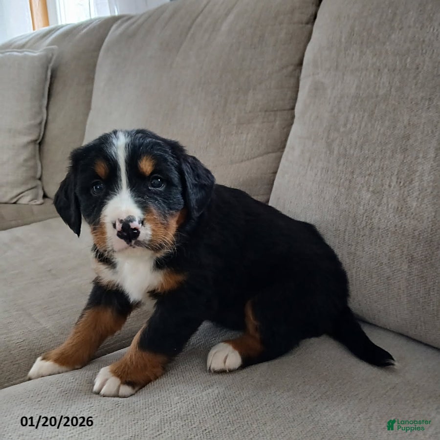 Bernese Mountain Dog dogs Ava  - Ad 19