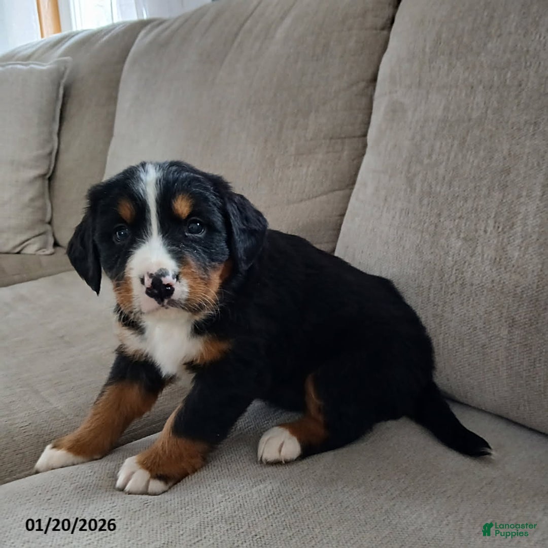 Bernese Mountain Dog dogs for sale: Ava  - Ad 1