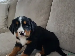 Bernese Mountain Dog dogs Ava - Ad 40