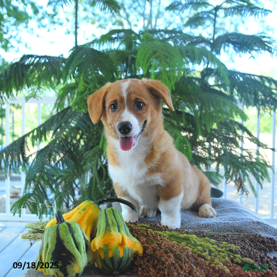 Welsh Corgi Pembroke dogs for sale: Milo - Ad 3