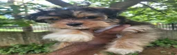 Shorkie dogs for sale: Drake - Ad 6