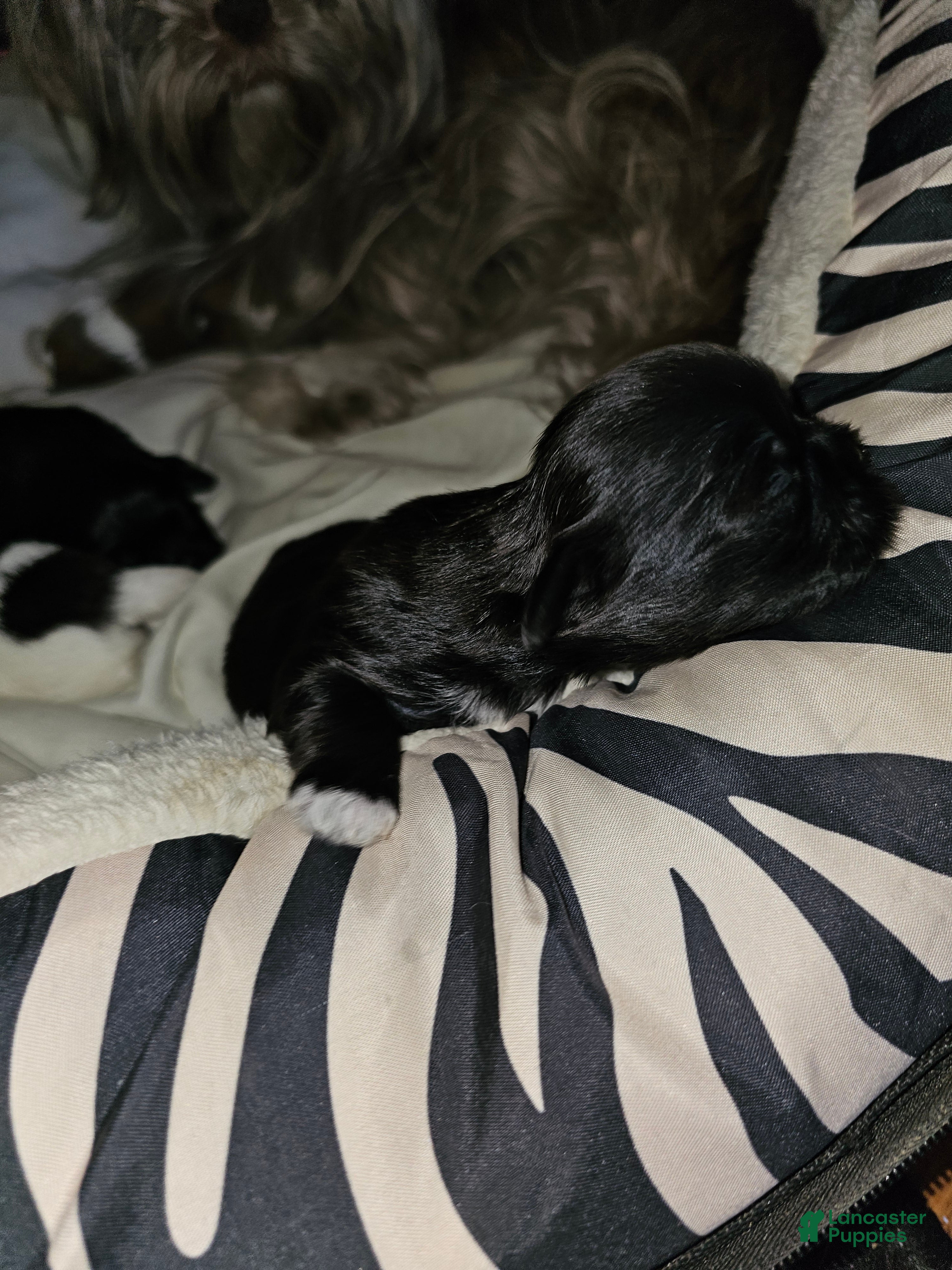 Shih Tzu dogs Midas - Ad 4