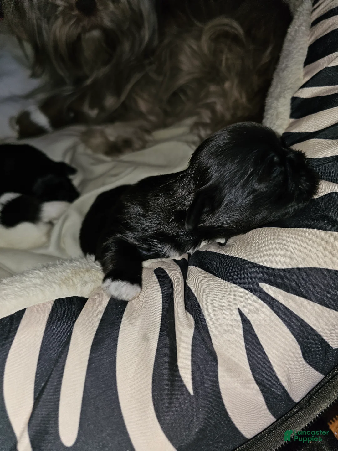 Shih Tzu dogs for sale: Midas - Ad 1