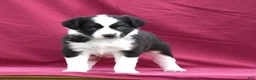 Miniature Australian Shepherd dogs for sale: Cash - Ad 10