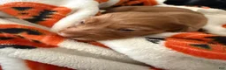 Miniature Dachshund dogs for sale: Ginger - Ad 8