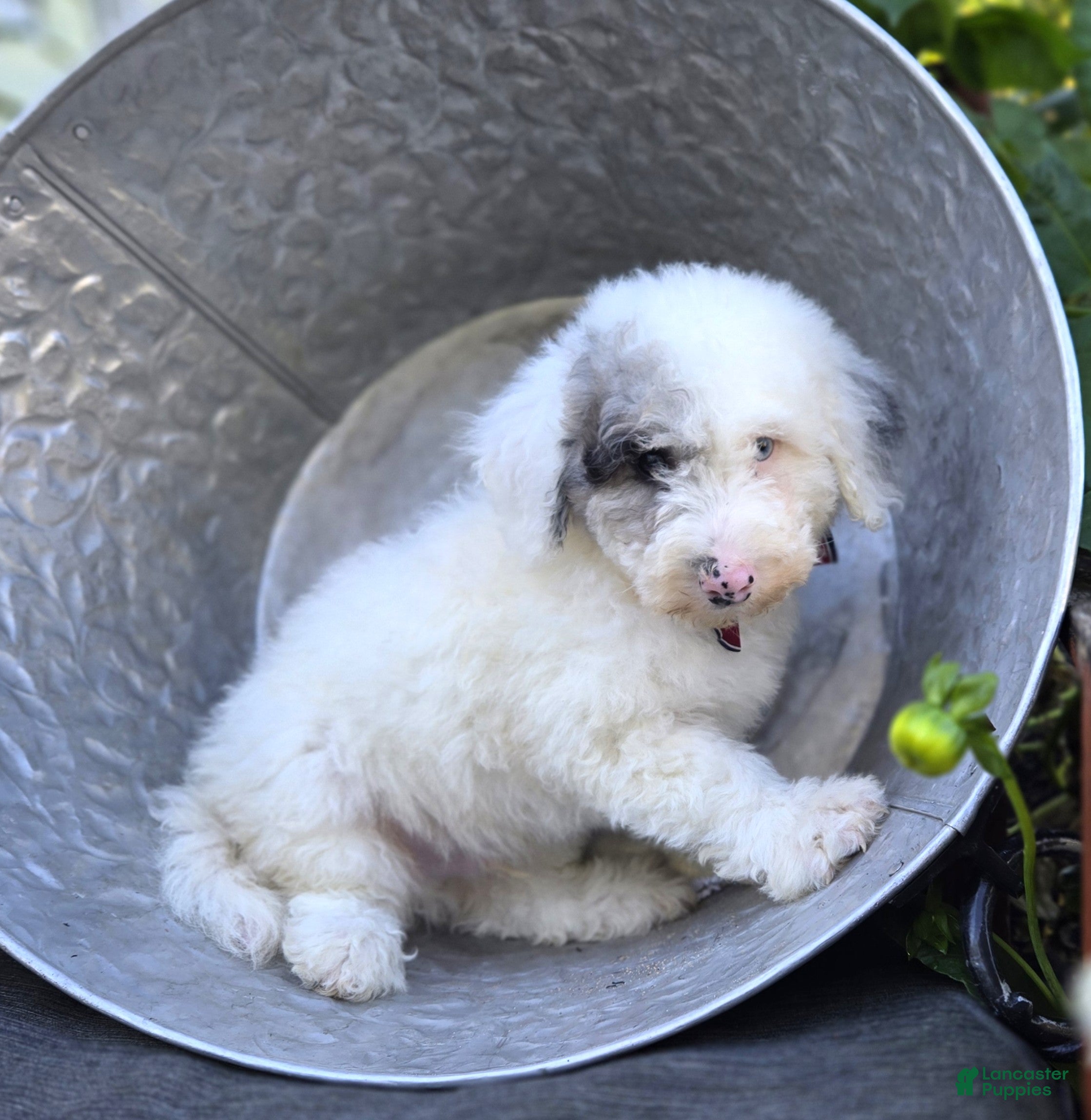 Sheepadoodle dogs Henry - Ad 2