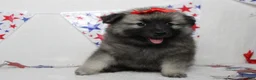 Keeshond dogs for sale: Elsa  - Ad 8