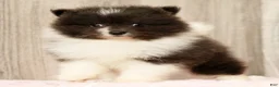 Pomeranian dogs for sale: Sapphire Princess - Ad 5
