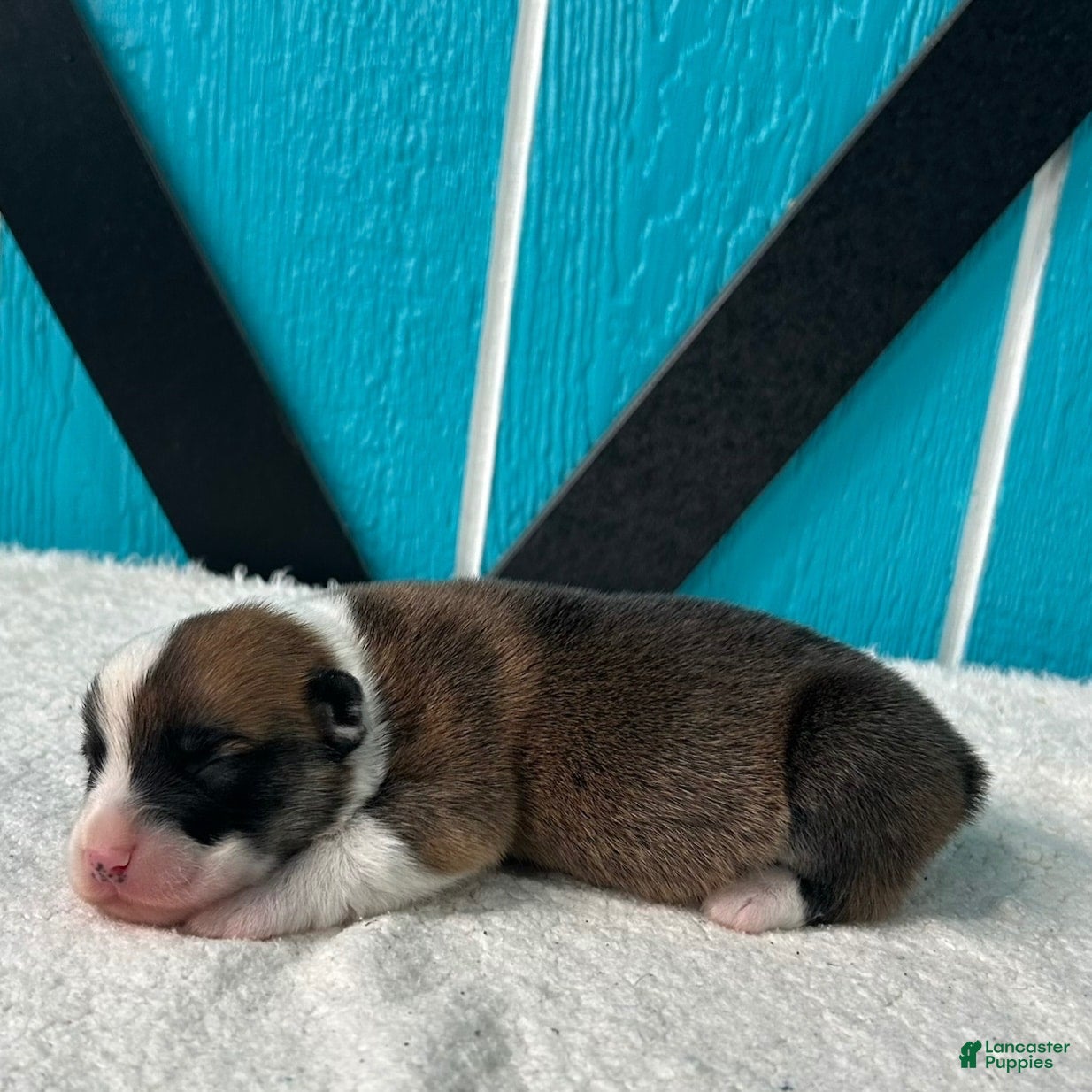 Welsh Corgi Pembroke dogs Johnny Welsh Corgi Pembroke Puppy  - Ad 2