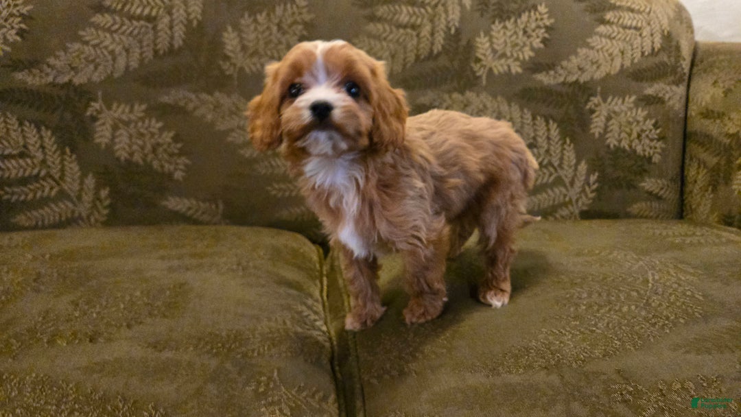 Cavapoo dogs for sale: Wren - Ad 19