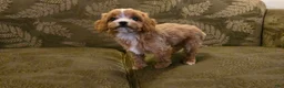 Cavapoo dogs for sale: Wren - Ad 19