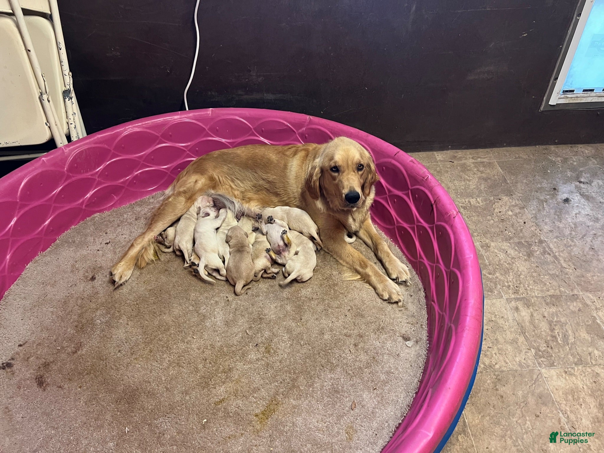 Golden Retriever dogs Green - Ad 2