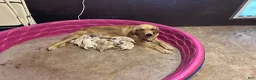 Golden Retriever dogs for sale: Peach - Ad 2