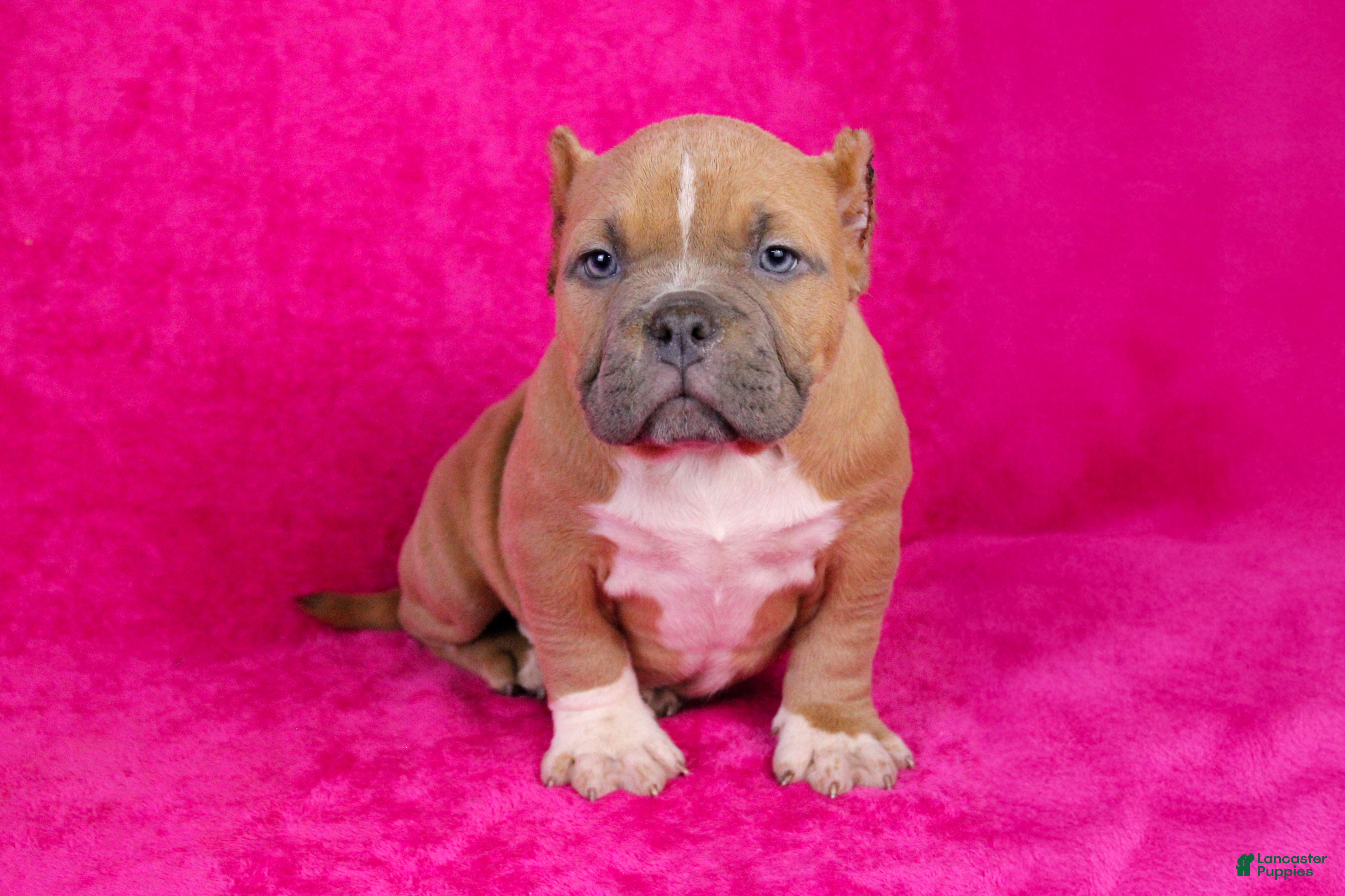 American Bully dogs Fawn Female (1 white foot) - Ad 4