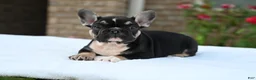 French Bulldog dogs for sale: Kay kay - Ad 2