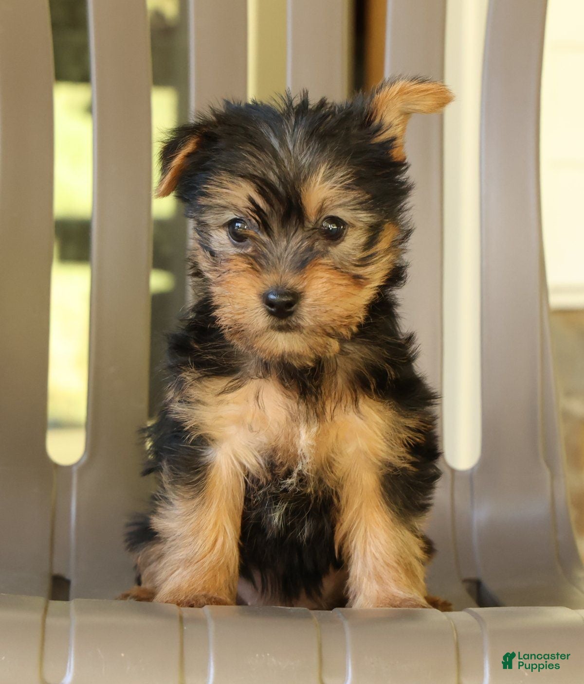 Yorkshire Terrier dogs Darcy - Ad 1