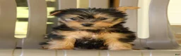 Yorkshire Terrier dogs for sale: Darcy - Ad 1
