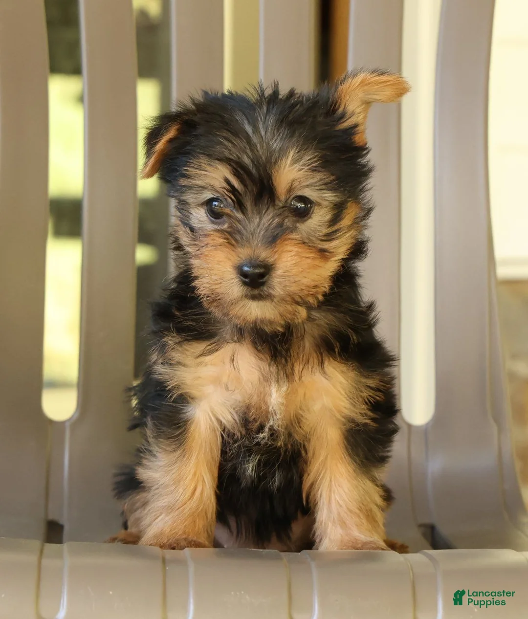 Yorkshire Terrier dogs for sale: Darcy - Ad 1