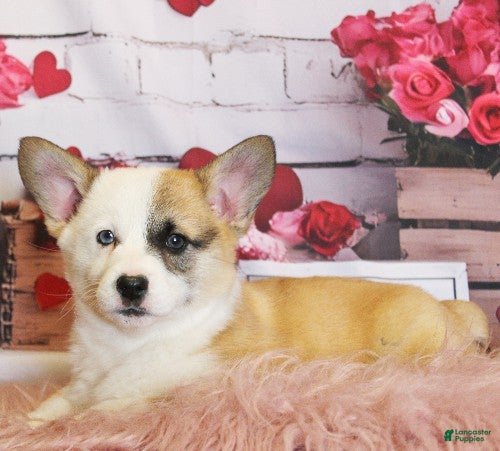 Welsh Corgi Pembroke dogs for sale: Elsa Genetically CLEAR - Ad 1