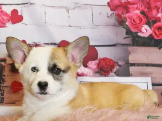 Welsh Corgi Pembroke dogs for sale: Elsa Genetically CLEAR - Ad 1