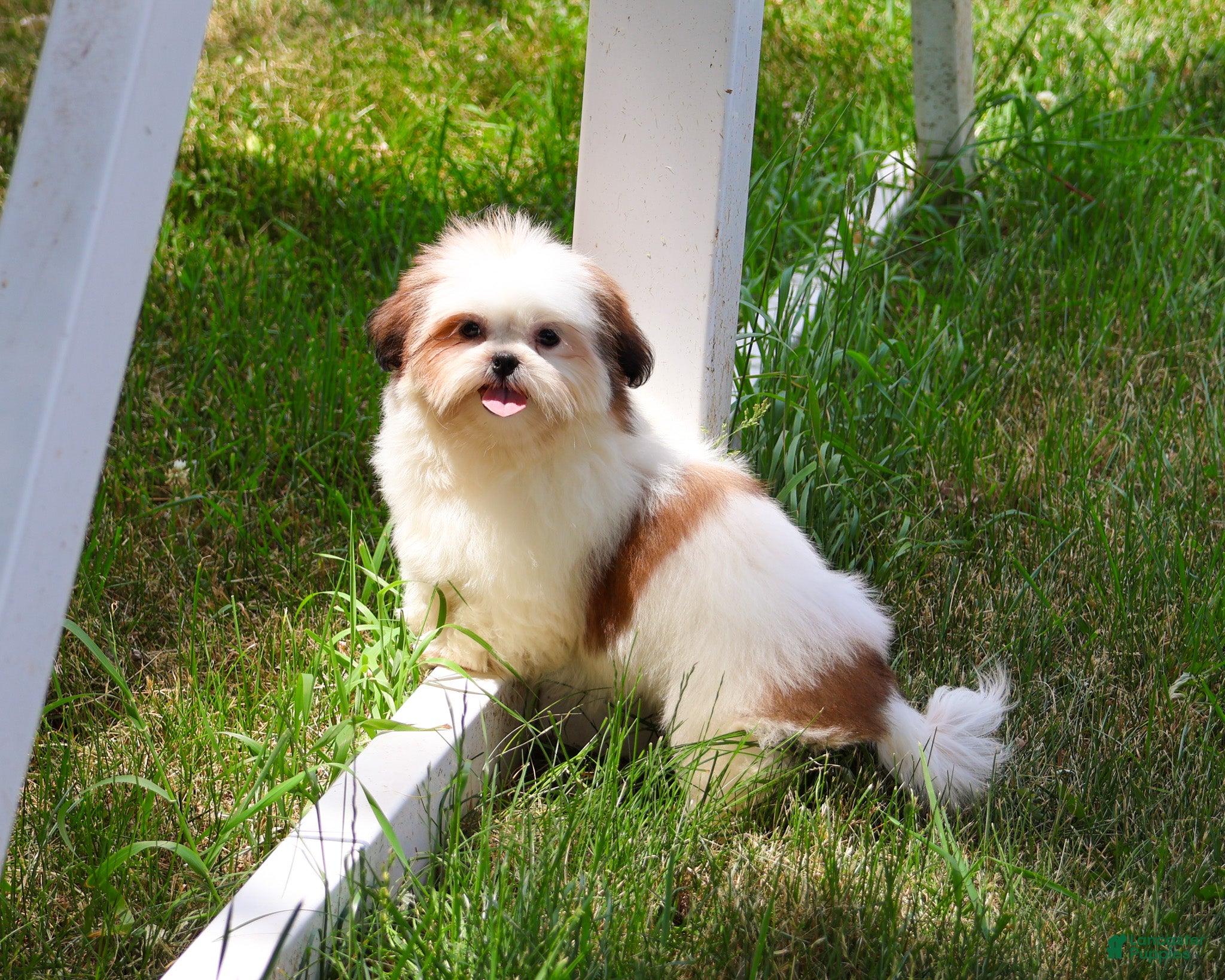 Shih Tzu dogs Freckles  - Ad 21