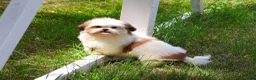 Shih Tzu dogs for sale: Freckles  - Ad 1