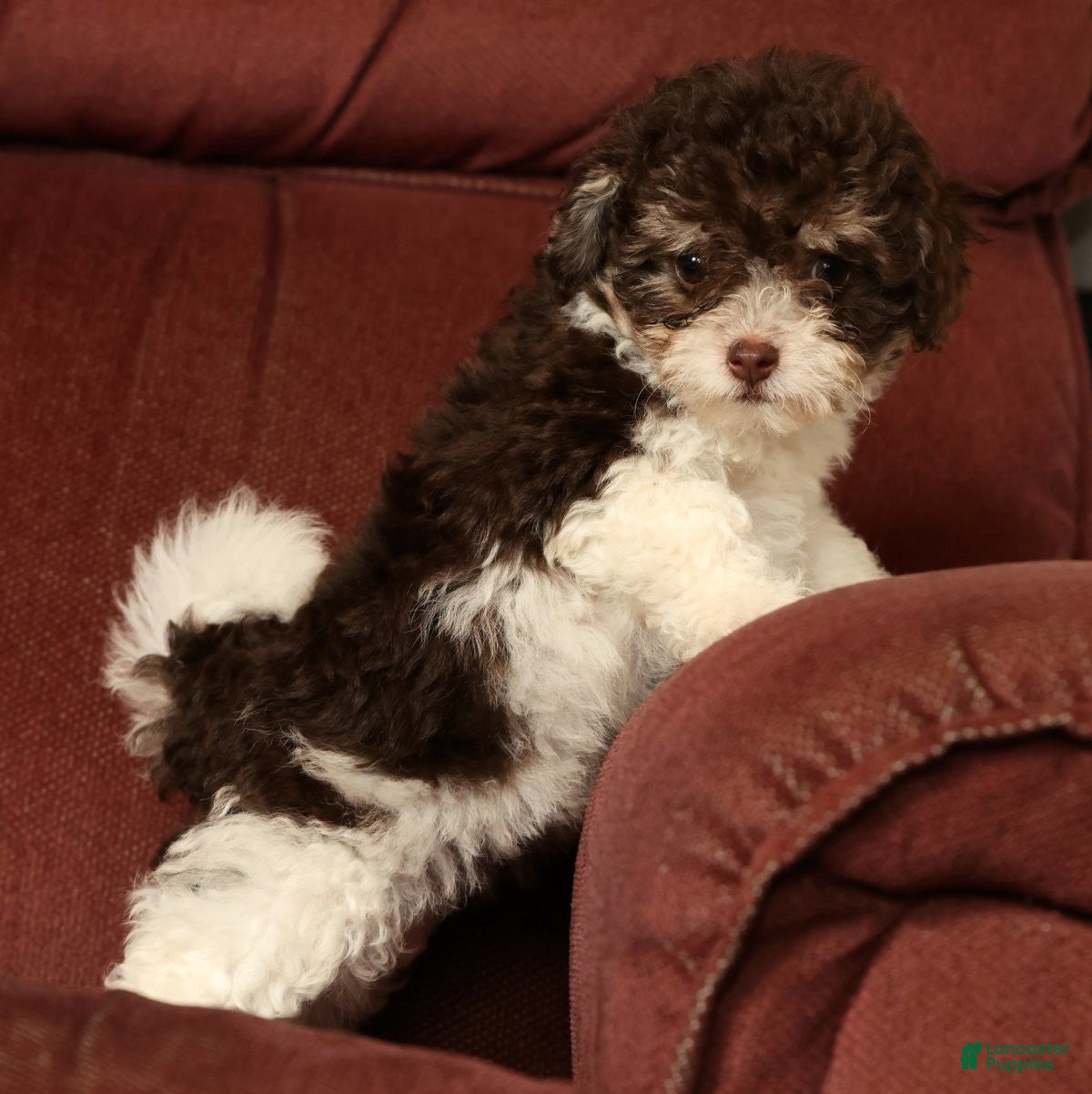 Havapoo dogs Bella - Ad 2