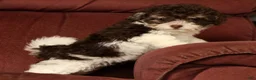 Havapoo dogs for sale: Bella - Ad 2