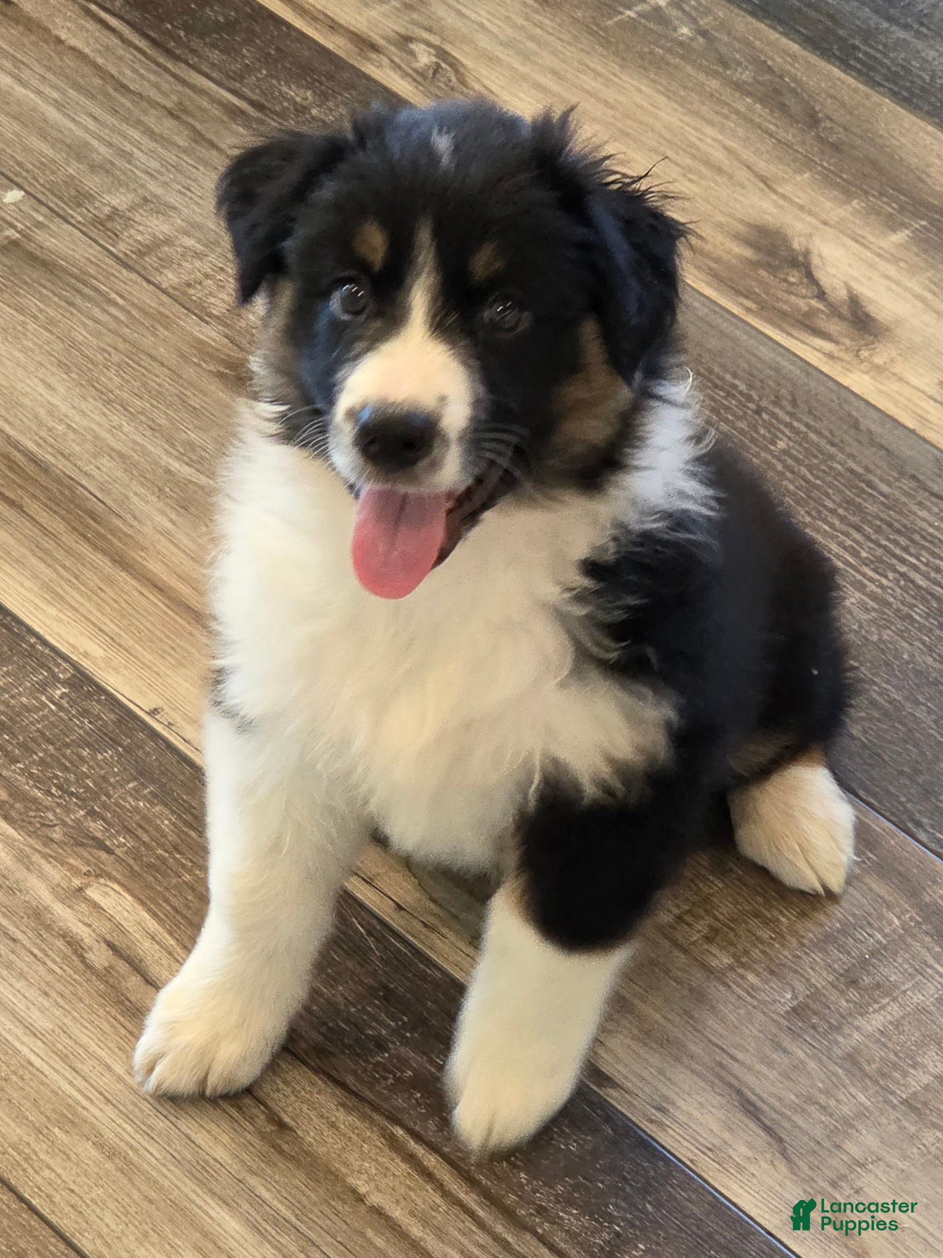Australian Shepherd dogs Anika Star - Ad 1